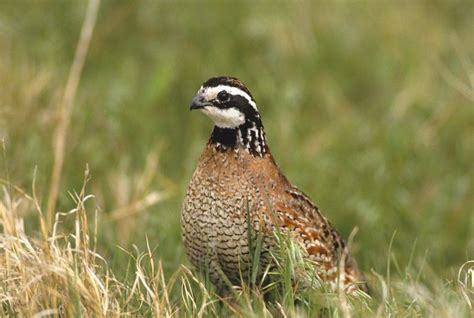 Alabama quail for sale. Quail Eggs are Good for you. There are a number of interesting claims as to the natural health benefits of quail eggs in comparison to hen eggs. • Quail eggs are purported to be packed with vitamins and minerals, with a nutritional value 3 to 4 times greater than hen’s eggs. 