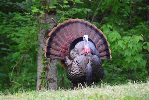 Alabama spring turkey season. Face the turkey’s direction with your left shoulder (for right-handed shooters), this provides you with a greater mobility of your gun when aiming. Above all, keep your movement to a minimum as you call. If the gobbler is working toward you, then goes silent, don’t move. Sometimes gobblers will sneak in quietly. 
