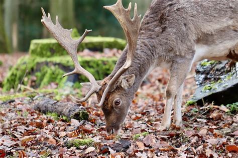 Alageyik Halı ve Koltuk Yıkama