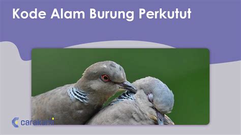 Alam angka burung perkutut dalam togel. Admin jarwo slot hari ini terbaru.