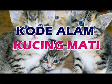 Alam kucing beranak dalam togel. Berapa angka keluar sidney.