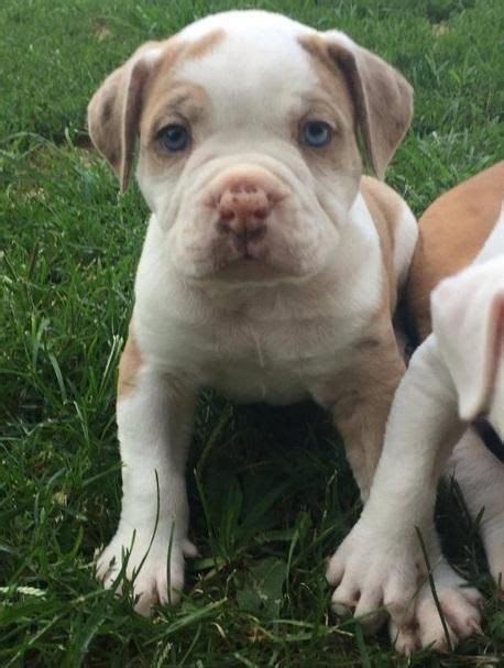 Alapaha Blue Blood Bulldog Puppies For Sale In California