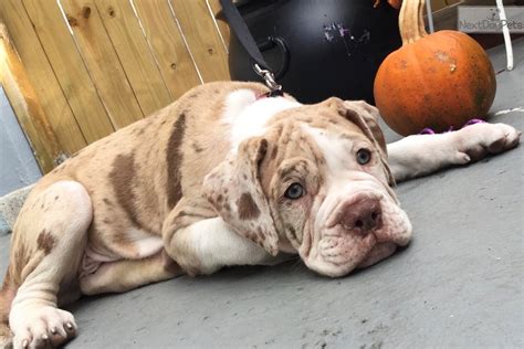 Alapaha Blue Blood Bulldog Puppies For Sale In Florida