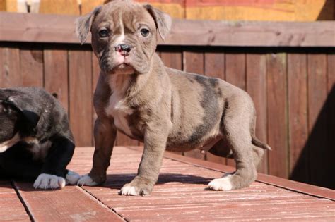 Alapaha Blue Blood Bulldog Puppies For Sale In Ga