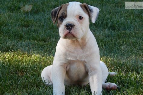 Alapaha Blue Blood Bulldog Puppies For Sale In Ohio