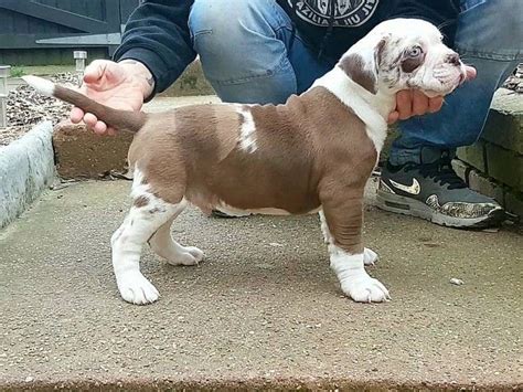 Alapaha Blue Blood Bulldog Puppies For Sale In Sc