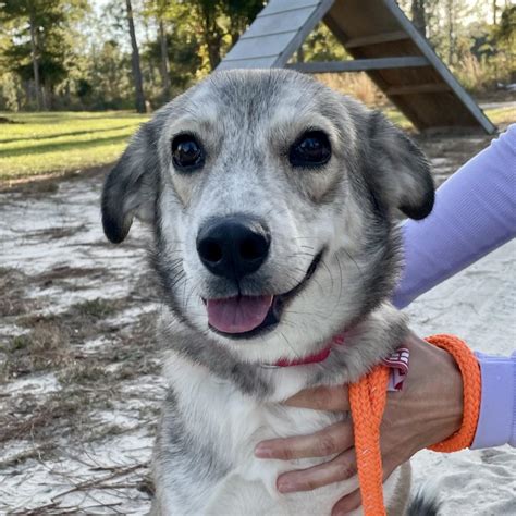 Alaqua animal shelter florida. Please schedule your “meet and greet” appointment with our adoption team by emailing us at adoption@alaqua.org or calling us at 850-880-6399. Be at least 21 years of age. If not, your parent or guardian must submit this form as the primary adopter who will assume the responsibility and liability for the pet. 