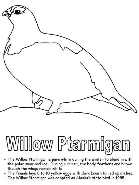 Alaska State Bird Drawing