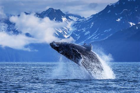 Alaska sea life. 85K Followers, 185 Following, 1,881 Posts - See Instagram photos and videos from Alaska SeaLife Center (@alaskasealifecenter) 