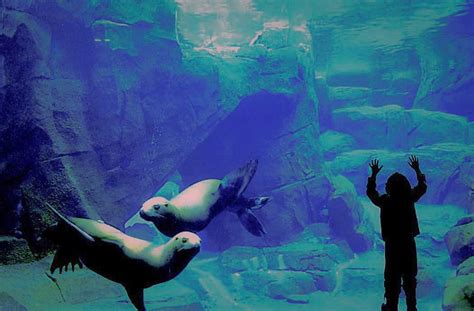 Alaska sealife center. A fitting legacy of the Exxon Valdez oil-spill settlement, this $56-million marine research center is more than just one of Alaska’s finest attractions. As the only cold-water marine … 