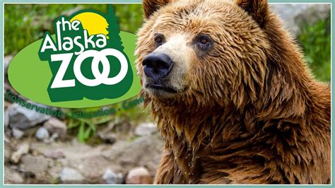 Alaska zoo. Virtual Animal Encounter. $150.00. Thank you for scheduling and confirming your Virtual Animal Encounter reservation with our Education Department. You can pay for it online here. THIS IS A PAYMENT PORTAL ONLY. Only those who have made program arrangements with education staff may pay here. You will receive an … 