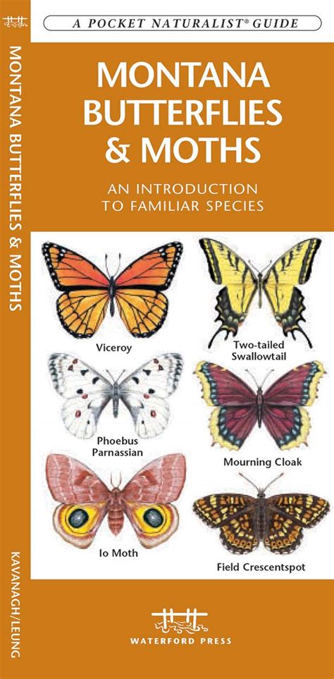 Read Alaska Butterflies  Moths A Folding Pocket Guide To Familiar Species By James Kavanagh
