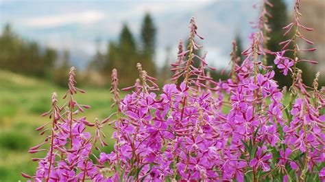 Alaskan Fireweed Honey: The Champagne of Honey - LinkedIn