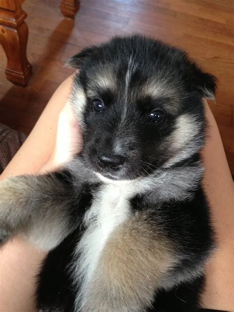 Alaskan Husky German Shepherd Mix Puppies For Sale