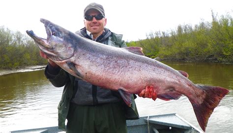 Alaskan King Salmon Price