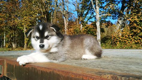 Alaskan Malamute - Breeders and Kennels - EuroBreeder.com