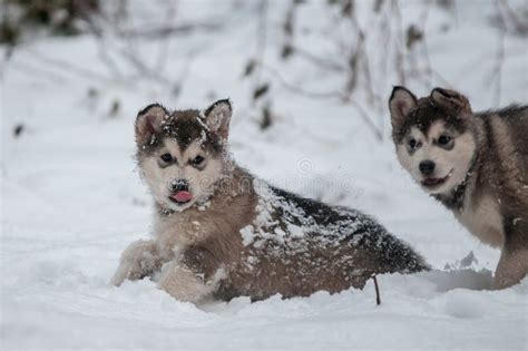 Alaskan Malamute Puppies Playing In Snow #shorts - Video …