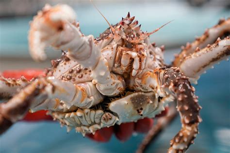 Alaskan fishers fear another bleak season as crab populations dwindle in warming waters