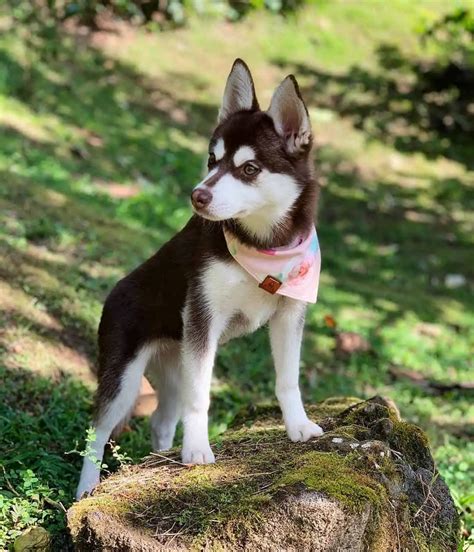 Alaskan klee kai. Hazards of the Iditarod Race - The weather is just one hazard of the Iditarod trail. Find out what other Iditarod hazards lurk along the trail and how mushers and sled dogs stay sa... 