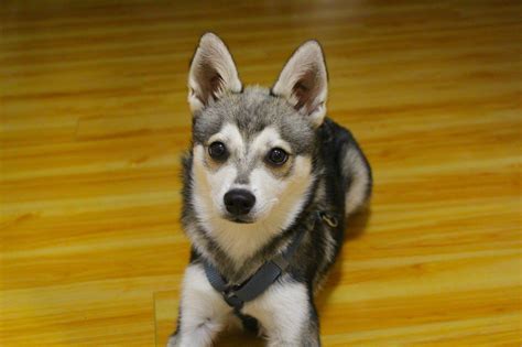 Alaskan Klee Kai Breeder and Dog Kennel in Schroon Lake, NY. 
