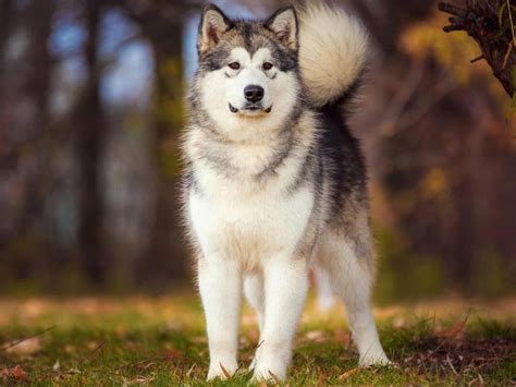 Alaskan malamute