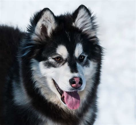 Alaskan malamute cross husky. Tails: Both breeds' tails are fluffy, but malamutes' are curled while huskies' are shaped like a brush. Eyes: Siberian huskies are more likely to have various shades of eye color, including amber, blue, and brown, while malamutes tend to have brown eyes. Huskies might also sport one brown eye and one blue or even half-blue and half-brown eyes. 