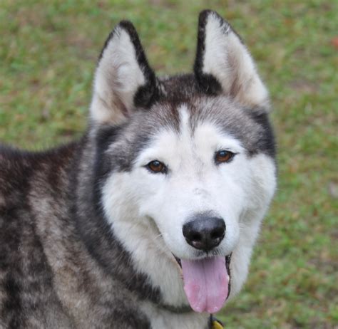 Alaskan malamute mix with siberian husky. Show-quality Huskies will also be more expensive compared to pet-quality pups. On average, a Malamute puppy will cost $1000, while Siberians may cost around $800 to $2500. Alaskan Husky pups may be sold by breeders at $1000 to $1500 each. Superior-pedigree puppies from these breeds may have price tags upwards of $6500. 