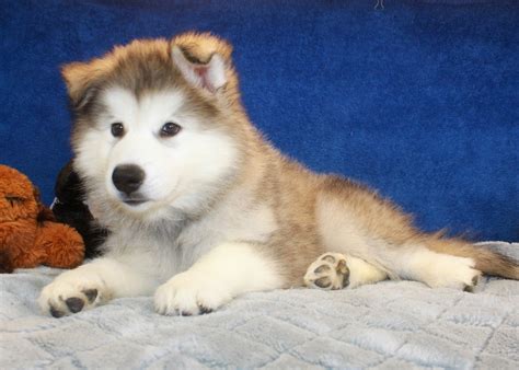 Alaskan malamute puppies for sale under $300. Alaskan malamute puppies!! We have 9 Alaskan malamute puppies born April 6th. They will have 1st shots and ckc paperwork. Mom is a standard coat and dad is a wooly. It looks like we may have 1-2 woolys and they will be $1200. We are accepting $250 deposit to choose and hold your puppy View Detail. 