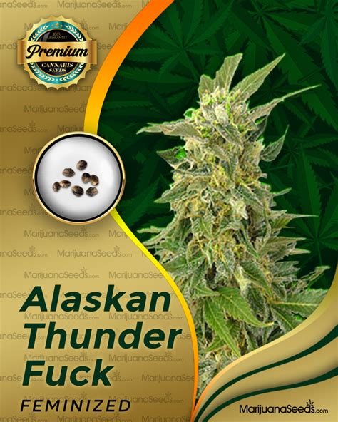 Alaskan thunder fuck seeds. .  ...