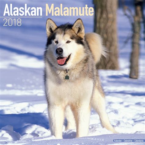 Read Online Alaskan Malamute Calendar  Dog Breed Calendars  2018  2019 Wall Calendars  16 Month By Avonside By Not A Book