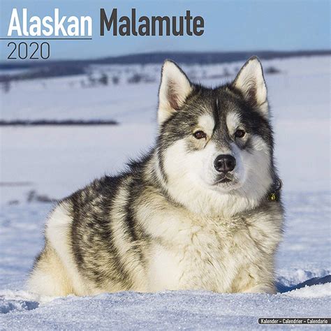 Read Online Alaskan Malamute Calendar 2020 By Not A Book