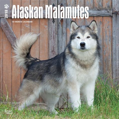 Read Online Alaskan Malamutes 2018 12 X 12 Inch Monthly Square Wall Calendar Animals Dog Breeds By Not A Book