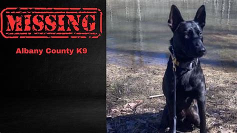 Albany County Sheriff K9 missing