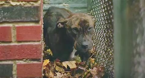 Albany Police locate abandoned dog on Old State Road