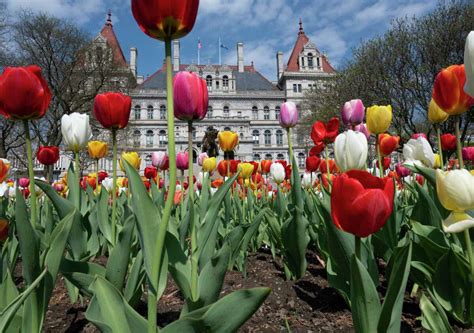 Albany Tulip Festival planting begins