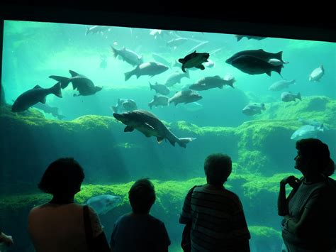 Albany ga aquarium. Here are the best things to do in Albany, Georgia: Observe Marine Life at the Flint RiverQuarium Michael Rivera, CC BY-SA 3.0, via Wikimedia Commons. Imagine a 5,000-meter square aquarium situated on the banks of a river where you can witness sea animals in their natural habitats. 