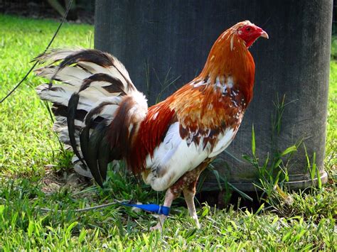 Albany game chickens. albany, GA farm & garden "game chickens" - craigslist 