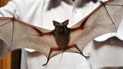 Albany residents wake to bat in home, rabies concern