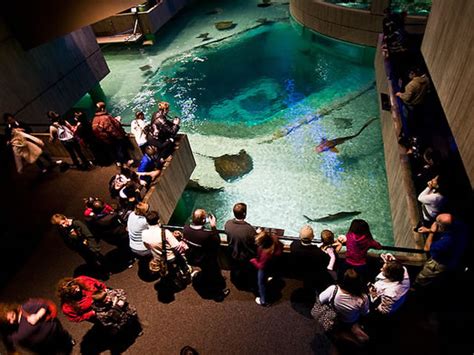 Admission to the aquarium and reptile den; includes daily educational programs and posted exhibit feedings; Free and discounted admission to special events; 10% discount on merchandise in our gift shop; 10% discount on Rainforest River Mining Bags; 10% off the listed base prices of our Birthday Party Packages. 