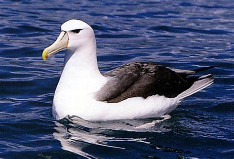 Albatros özellikleri