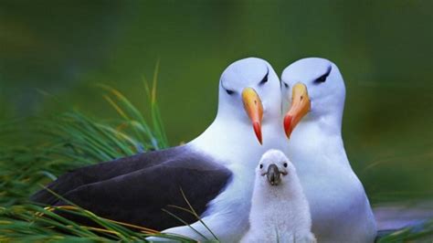 Albatros kuşu görselleri