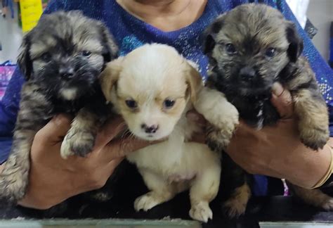 Albergue Temporal de cachorros " Dulce hogar"