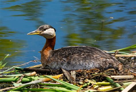 Alberta Red-necks — Grebes, That Is – Nature Alberta