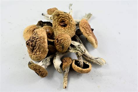 Albino A+ Cubensis Mushrooms: Potency, Trip Effects