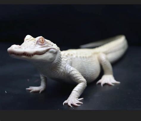 Albino Alligator for Sale - Exotic Reptiles for Sale