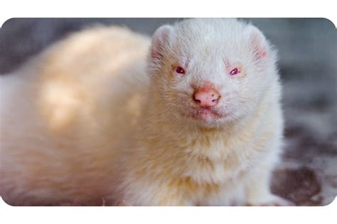 Albino Ferrets: Get All The Facts About Them Here!