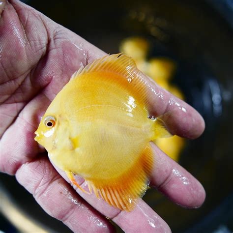 Albino Millennium Gold (AMG) Discus.com