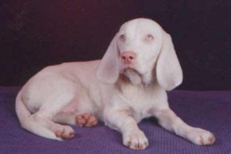 Albino beagle. .  ...