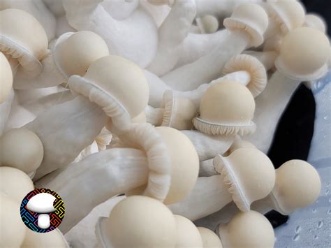 Albino variations of mushrooms are known to be 