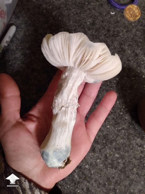 Albino magic mushroom. To make penis envy mushroom tea is easy. First, break the mushrooms up into small pieces (typically 1.5-3 grams — but can be less), place them in a kettle or bowl with your favorite tea bag, and pour boiling water over them. Let it steep for 20 minutes. Pour it into a mug, and feel free to add milk or honey for flavor. 